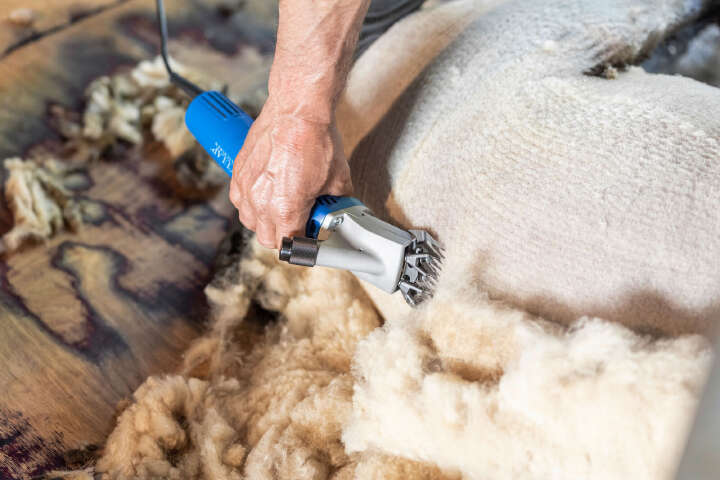 AESCULAP Schermaschine Econom Nova für Schafe